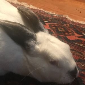 Meet your Posher, Ivan